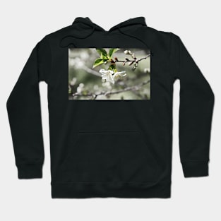 Whisper Spring Hoodie